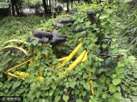 深圳多辆共享单车被弃绿化带 被植物