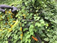 深圳多辆共享单车被弃绿化带 被植物