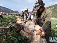  祁连山下白牦牛“换装”