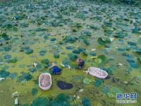  浙江湖州：新型生态农业促农民增收