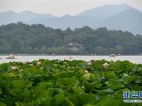  西湖赏荷正当时