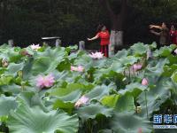  泉城盛夏荷飘香