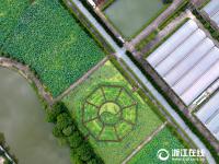  东阳八卦荷花园 绽放别样美丽
