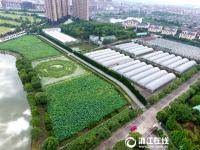  东阳八卦荷花园 绽放别样美丽