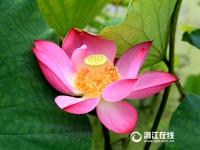  东阳八卦荷花园 绽放别样美丽
