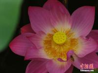  北海公园荷花盛开醉游人