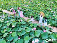  安吉：美丽荷花池 盛开迎客来