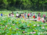 安吉：美丽荷花池 盛开迎客来
