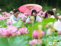  安吉：美丽荷花池 盛开迎客来