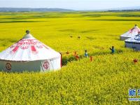  甘肃民乐：油菜花开美景如画