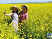  甘肃民乐：油菜花开美景如画
