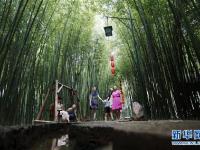  山东沂南：伏天竹林享清凉