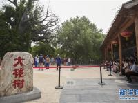  洪洞大槐树：延续600年的乡愁