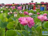  四川绵竹：夏日荷塘秀旗袍