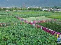  四川绵竹：夏日荷塘秀旗袍