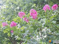 【醉美邵阳】紫薇花迎夏竞开