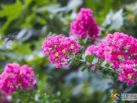 【醉美邵阳】紫薇花迎夏竞开