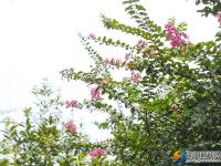 【醉美邵阳】紫薇花迎夏竞开
