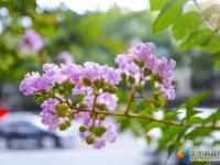 【醉美邵阳】紫薇花迎夏竞开