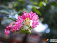 【醉美邵阳】紫薇花迎夏竞开