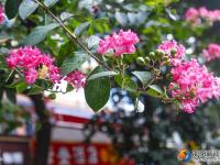 【醉美邵阳】紫薇花迎夏竞开