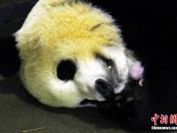 大熊猫“妮妮”顺利产下一对龙凤胎