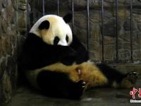 大熊猫“妮妮”顺利产下一对龙凤胎
