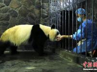 大熊猫“妮妮”顺利产下一对龙凤胎