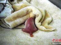 大熊猫“妮妮”顺利产下一对龙凤胎