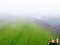 动车穿越祁连山下雨雾油菜花海