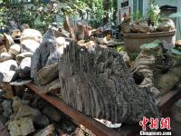 河南一村民隐居林间收藏奇石万件 只赏不卖