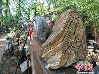 河南一村民隐居林间收藏奇石万件 只赏不卖