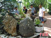 河南一村民隐居林间收藏奇石万件 只赏不卖