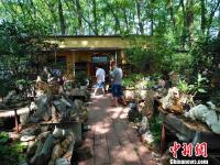 河南一村民隐居林间收藏奇石万件 只赏不卖