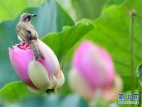  福州：看花观鸟两相宜