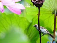  福州：看花观鸟两相宜