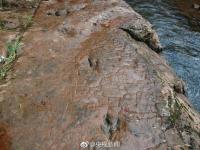 河滩出现“脚印” 竟是一亿年前恐龙足迹