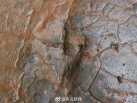 河滩出现“脚印” 竟是一亿年前恐龙足迹