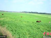 山东潍坊一河流断流 河底变“草原”