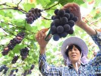  福建福安：葡萄飘香