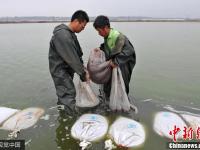 俯拍山西盐湖捞虫人 水中劳作如舞龙