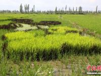  新疆乌孙山下稻田上演“三生三世十里桃花”
