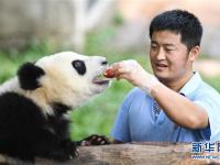  “大熊猫奶爸”的小幸福