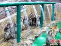 河南济源酷暑难耐 上百野生猕猴扎堆冲凉
