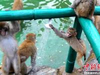 河南济源酷暑难耐 上百野生猕猴扎堆冲凉