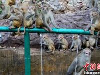 河南济源酷暑难耐 上百野生猕猴扎堆冲凉