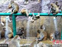 河南济源酷暑难耐 上百野生猕猴扎堆冲凉