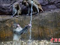 河南济源酷暑难耐 上百野生猕猴扎堆冲凉