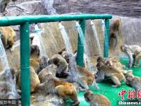 河南济源酷暑难耐 上百野生猕猴扎堆冲凉