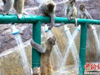 河南济源酷暑难耐 上百野生猕猴扎堆冲凉